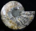 Cut Ammonite Fossil (Half) - Agatized #37143-1